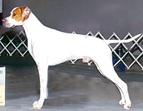Stuart