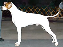 Stuart