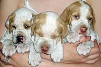 Upcoming Litters