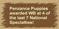 Penzance puppies awarded WB at 3 of the last 4 National Specialties! 