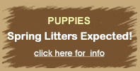 April Puppies