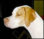 Chester