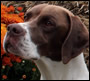 Edie